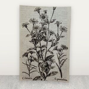 Black and off white ink VTH reprint of drawing of flower on glossy paper framed 